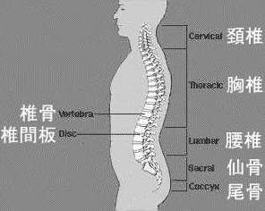 生理湾曲と椎間板ヘルニアの原因の関係図